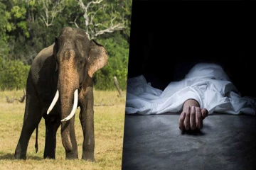 கிண்ணியாவில் காட்டு யானை தாக்கி மூவர் பலி