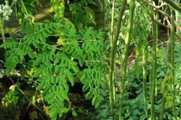 வீட்டின் அருகில் முருங்கை மரம் வளர்க்கலாமா? கட்டாயம் தெரிஞ்சிக்கோங்க