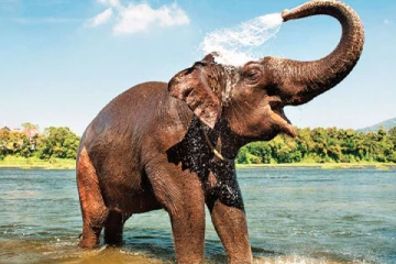 யானைகளுக்கு   கொரோனா  தொற்று இல்லை : சோதனையில் முடிவு!