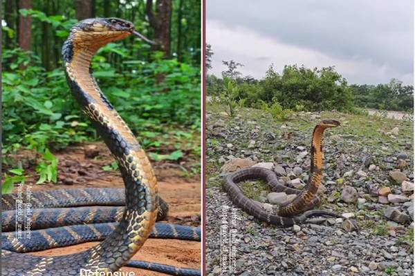 viral video: அசுர வேகத்தில் தாக்கும் ராஜா நாகம்... closeup-இல் பார்த்ததுண்டா? | King Cobras Cached Video Goes Viral viral video: அசுர வேகத்தில் தாக்கும் ராஜா நாகம்... closeup-இல் பார்த்ததுண்டா? | King Cobras Cached Video Goes Viral