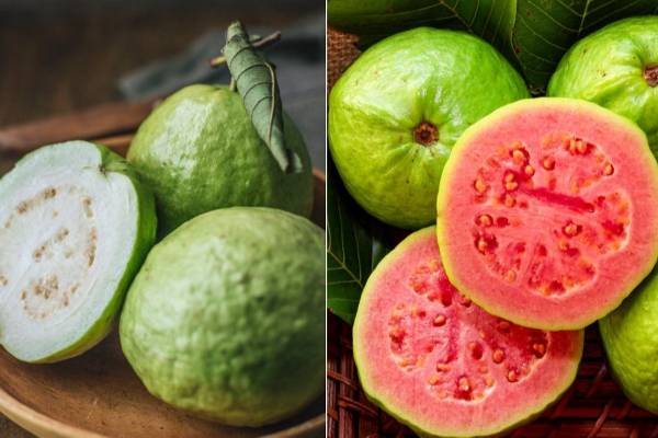 எளிதில் கிடைக்கும் கொய்யா பழத்தில் இவ்வளவு நன்மையா? | Health Benefits Of Guava Fruits Tamil