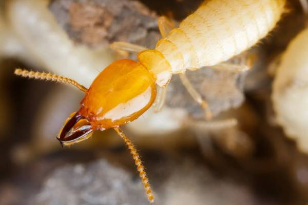 மழைக்காலத்தில் கரையான் தொல்லையா? உடனே தீர்வு தரும் மருந்து | Natural Ways To Kill Termites In Rainy Season