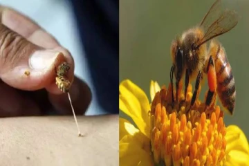 மூட்டு வலி முதல் புற்றுநோய் வரை - தேனீக்கள் கொட்டுவதில் இவ்வளவு நன்மைகளா?