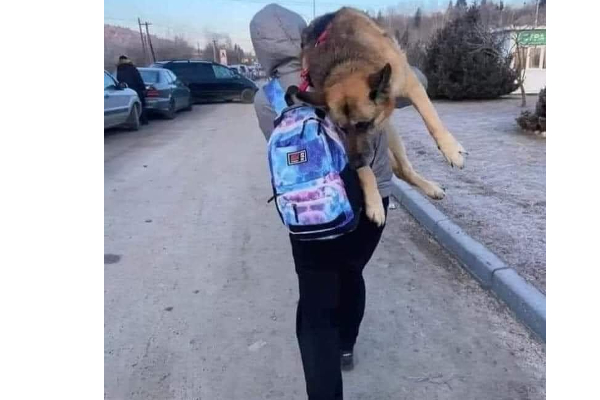 மரணத்தின் போதும் கைவிடாத நட்பு: நாயை தோளில் சுமந்து 10 மைல் தூரம் சென்ற பெண்! | Ukraine Kyiv Russian Troops Strong Attack Alyssa மரணத்தின் போதும் கைவிடாத நட்பு: நாயை தோளில் சுமந்து 10 மைல் தூரம் சென்ற பெண்! | Ukraine Kyiv Russian Troops Strong Attack Alyssa