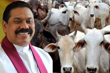 நாட்டில் மாடு அறுத்தல் தடைக்கு  அமைச்சரவை அங்கீகாரம்