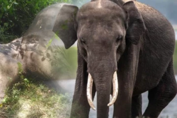 මෑරුණු අලියටත් කළ අපරාදය..