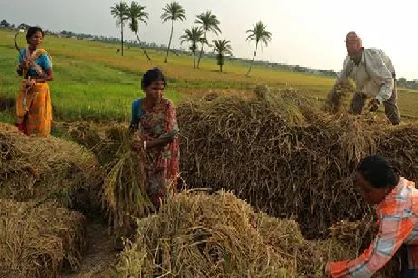 மக்களுக்கு அதிர்ச்சி தகவல் - மீண்டும் அதிகரிக்கும் அரிசி விலை | Rice Price To Increase Again
