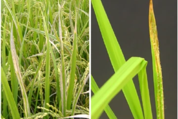 புதிய வகை கிருமிகளால் ஏற்பட்டுள்ள பாதிப்பு: விடுக்கப்பட்டுள்ள எச்சரிக்கை