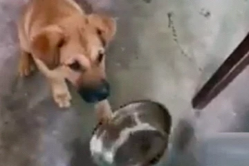 பசியால் புத்திசாலி நாய் செய்த செயல்.... தட்டுடன் வந்து சோறு கேட்க்கும் நாய் குட்டி!