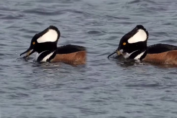 Viral Video: தம்மாத்துண்டு நண்டை சாப்பிடுவதற்கு இவ்வளவு நேரமா? அட்டகாசமான சுவாரசிய காட்சி