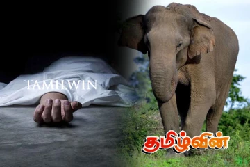 காட்டு யானை தாக்கியதில் குடும்பப் பெண் பரிதாப மரணம்
