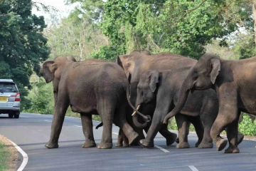 புத்தளம் -அநுராதபுரம் வீதியில் அதிகரித்துள்ள காட்டு யானைகள் - மக்கள் அச்சம் !