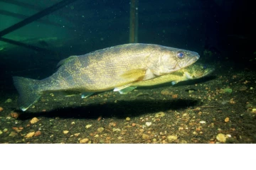 கனடாவில் மீன்பிடியில் ஈடுபட்டவர்களுக்கு விதிக்கப்பட்ட அபராதம்