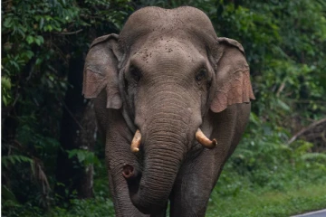 முல்லைத்தீவில் யானையின் தாக்குதலுக்கு உள்ளான ஆசிரியர்