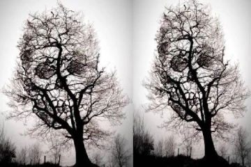 Optical Illusion : மண்டையோடா? பட்டுப்போன மரமா? உங்கள் குணத்தை வெளிப்படுத்தும் ஆளுமை ரகசியம்!