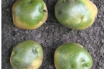 பச்சை உருளைக்கிழங்கு நஞ்சா? இப்படி இருந்தால் ஆபத்து? அடுத்த நொடியே யோசிக்காம வெட்டி வீசிடுங்க!