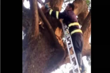 பட்டாசு வெடி சத்தத்தை கண்டு பயந்து மரத்தின் மீது ஏறி ஒளிந்து கொண்ட பூனை பத்திரமாக மீட்பு