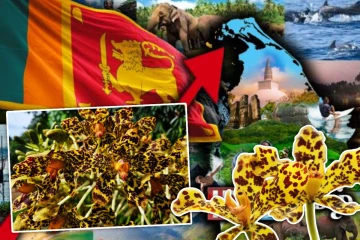 உலகின் மிகப்பெரிய ராட்சத ஒர்க்கிட்: இலங்கையில் 16 ஆண்டுகளுக்குப் பின் அரிய காட்சி