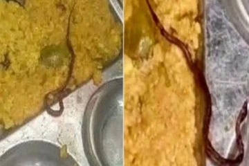 அரசு கல்லூரி மெஸ் உணவில் இறந்த பாம்பு; மாணவர்கள் போராட்டம் - பரபரப்பு!