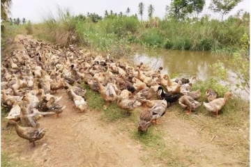 8000 ஆயிரம் வாத்துகளை அழிக்க அரசு நிர்வாகம் திட்டம் - கேரளாவில் தொடரும் பதற்றம்