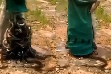 மூட்டையில் இருந்து சல்லி சல்லியா சிதறிய பாம்புகள்.... அதிரடி வைக்கும் காட்சி! யாருப்பா இவரு?