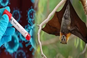 நிபா வைரஸ் தொட்ரபில் இலங்கை மக்களுக்கு வெளியான தகவல்