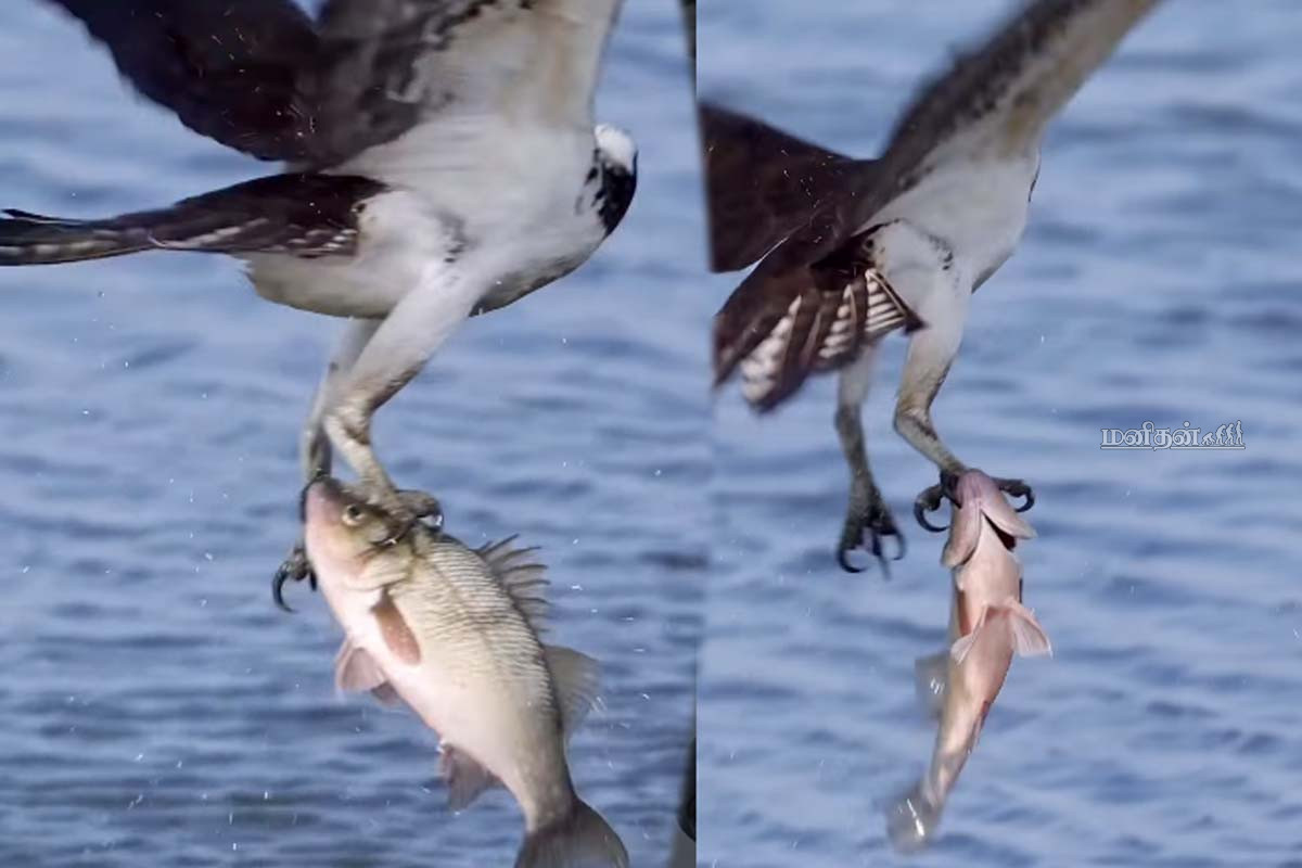 Viral Video: வானில் கழுகிடம் துடிதுடித்த ராட்சத மீன்... அட்டகாசமான காணொளி | Eagle Hunt Fish And Fly On Sky Viral Video