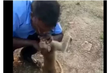 அந்த உயிர காப்பாத்துன மனசு இருக்கே அதுதான் கடவுள் : குரங்கிற்கு முதலுதவி செய்து காப்பாற்றிய ஓட்டுநர்... வைரலாகும் வீடியோ