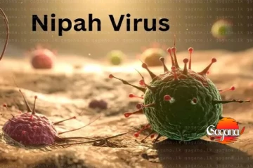 රටම ලොක්ඩවුන් වැටෙයිද? නිපා වෛරසයෙන් ලංකාවට අවදානමක් තියෙනවා -වෛද්‍යවරු ඉල්ලීමක්