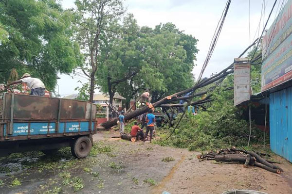 யாழில் ஏற்பட்ட பாரிய அசம்பாவிதம்: போக்குவரத்து தடை! | Tree Fell In Jaffna Causing Traffic Disruption