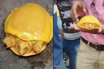 மீனவரின் வலையில் சிக்கிய அரியவகை மஞ்சள் நிற ஆமை.. வியந்துபோன கிராம மக்கள்!