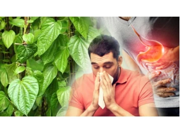 வெற்றிலையை மென்று சாப்பிட்டால் இவ்வளவு நன்மைகள் கிடைக்குமாம்! இதோ பாருங்க...