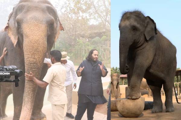 முகேஷ் அம்பானி மகனுக்கு கடும் சிக்கல்... ரிலையன்ஸ் குழுமத்தின் வந்தாரா மீது விசாரணை | Mukesh Ambani Sit To Probe Vantara