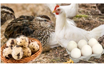 பாய்லர் கோழி முட்டையை விட காடை முட்டையில் இவ்வளவு சத்து இருக்கா? நீங்களே பாருங்க!