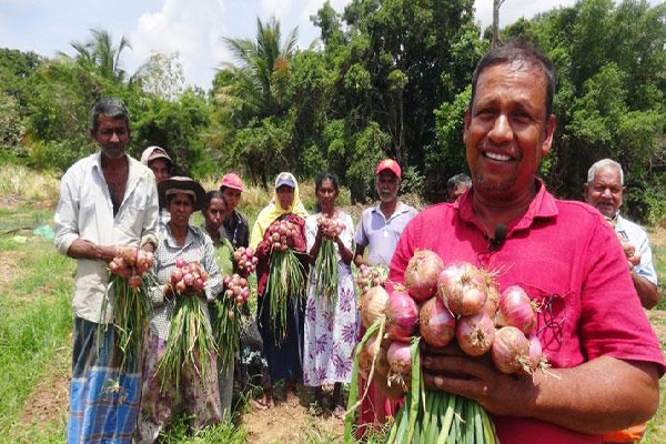 வெங்காய விவசாயிகள் அரசிடம் விடுத்துள்ள கோரிக்கை | Harvesting Of Big Onions Asking Rs 250 Per Kilo