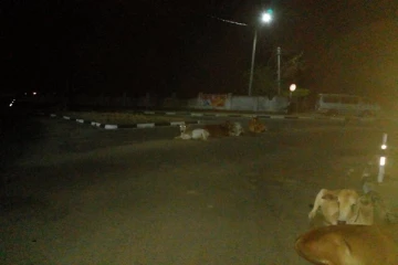 நானாட்டான் பகுதியில் நடமாடும் கட்டாக்காலி மாடுகளை கட்டுப்படுத்துமாறு மக்கள் கோரிக்கை