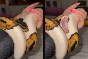 கொட்டாவி விடும் பாம்பு... மெய்சிலிர்க்கும் வைரல் காட்சி!