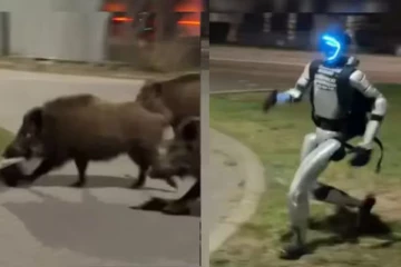 காட்டுப்பன்றிகளை துரத்திய ஹியூமனாய்டு ரோபோ: விரக்தியில் ஆற்றிய எதிர்வினை: வீடியோ