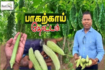 இலங்கை றீ(ச்)ஷாவில் இயற்கை உரங்களால் காய்த்துக் குலுங்கும் பாகற்காய்!