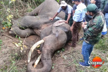 අලින්ට වෙඩි තියලා යූටියුබ් දාලා සල්ලි හම්බ කරගන්න වැඩක්