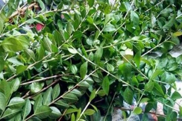 உங்க வீட்டு முன்பு இந்த செடியை கண்டிப்பாக வளர்த்திடுங்க: அடுத்தடுத்து ஏகப்பட்ட அதிர்ஷ்டம் நிகழும்