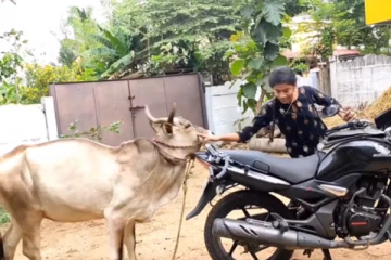 தந்தையின் வாகனத்தை உரிமை கொண்டாடிய மகள்! கோபத்தில் பொங்கி எழுந்த மாடு கொடுத்த பதிலடி