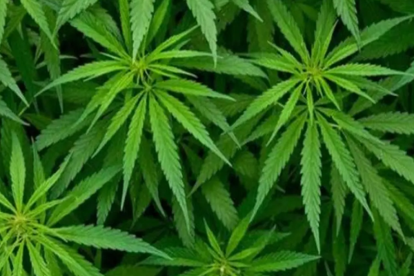 நாட்டில் கஞ்சா பயிர் திட்டம் குறித்து வெளியான எச்சரிக்கை | Warning About Cannabis Cultivation