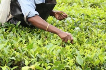 தோட்ட தொழிலுக்கு சென்ற நபருக்கு நேர்ந்த சோகம்