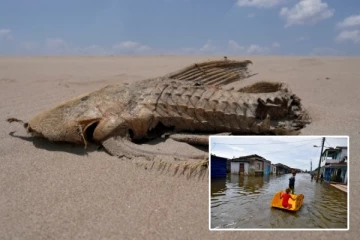 உலகின் அதிக வெப்பமான ஆண்டாக 2024 மாறும் அபாயம்! அறிவியலாளர்கள் எச்சரிக்கை