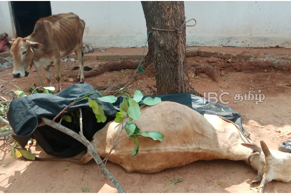 திருட்டுத்தனமாக மாடுகளை எடுத்துச் சென்ற மூவர் கைது | Three People Arrested For Stealing Cows In Jaffna