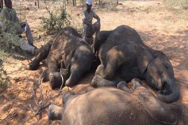 வெள்ளத்தில் மூழ்கி ஏழு யானைகள் உயிரிழந்த துயரம் | Tragedy Of Seven Elephants Drowning In Floods