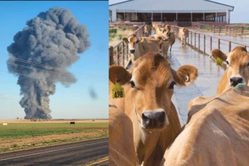 அமெரிக்காவில் பயங்கர தீ விபத்து: 18,000 பசுக்கள் உயிரிழப்பு - அதிர்ச்சி வீடியோ