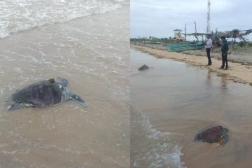 மன்னார் தென் கடலில் கரை ஒதுங்கிய கடல் ஆமைகள்