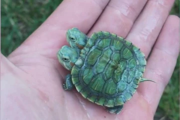 விலங்கியல் பூங்காவில்  இரட்டை தலையுடன் பிறந்த அறிய வகை ஆமை